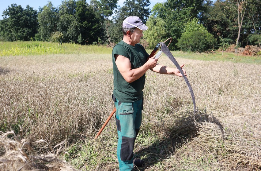 W łódzkim ogrodzie botanicznym rozpoczynają się żniwa. W skansenie roślinnym rosną zboża - żyto, pszenica, jęczmień i owies 