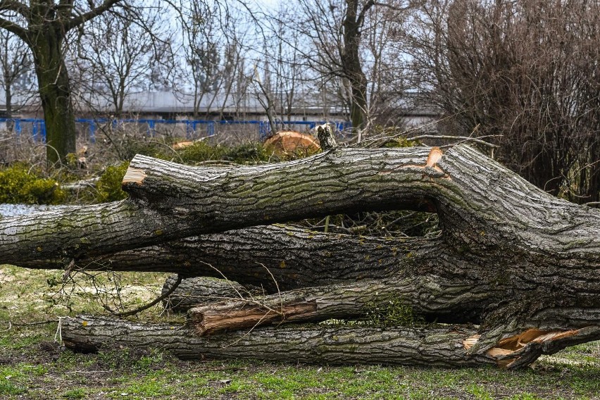 Zamiana terenów leśnych na nieleśne będzie skutkować......