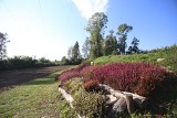 Śląski Ogród Botaniczny w Radzionkowie. Jesienne wrzosy są zachwycające. Piękne miejsce na jesienny spacer! 