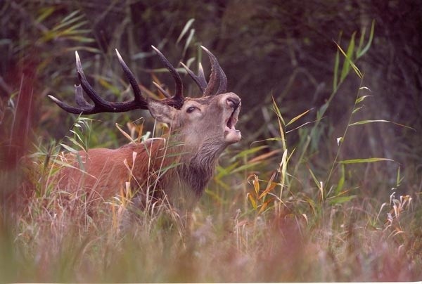 Rykowisko&#8221;, wyróżnienie w konkursie &#8222;Leśne Fotografie&#8221;.