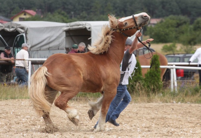 Konie na wystawie w Skaryszewie prezentowały się bardzo efektownie.