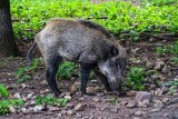 Jaworzno kontra dziki. Miasto podpisało umowę z Kołem Łowieckim "Słonka". Powstaną nęciska