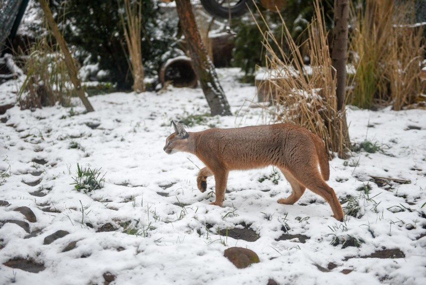 Jak na śnieg i mróz znoszą egzotyczne zwierzęta w Ogrodzie...