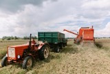 W trakcie żniw może dojść do wypadków. Jak uniknąć zagrożenia? O tym musi pamiętać rolnik, zanim wyjedzie kombajnem w pole