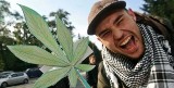 10 tys. ochotników do palenia marihuany - rusza eksperyment naukowy