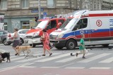 Wypadek na ulicy Zachodniej we Wrocławiu. Samochód potrącił 10-latka na przejściu dla pieszych