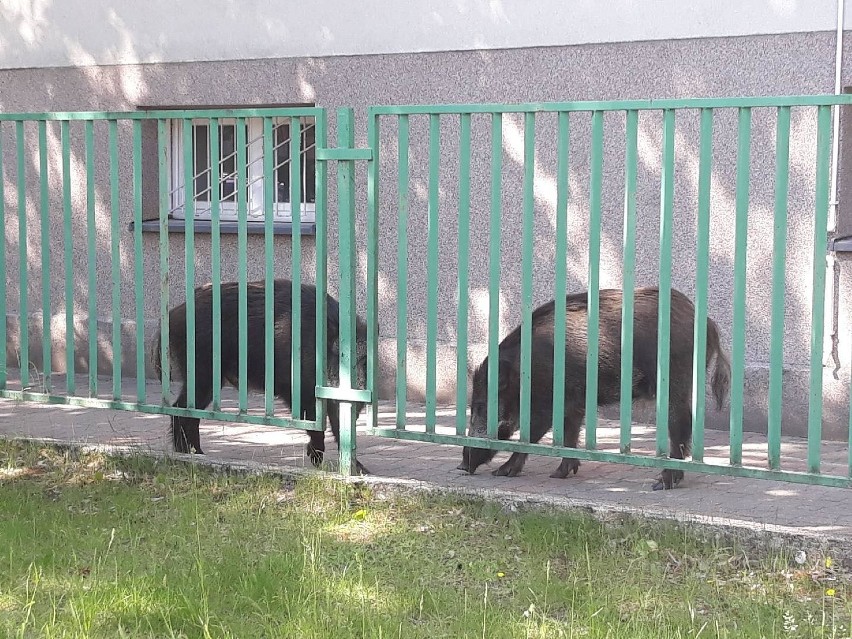 05.06.2020 Dziki na terenie I Liceum Ogólnokształcącego w...