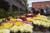 Wiceprezydent Rybnika położy chryzantemy pod biurem PiS. Kupił kwiaty od sprzedawców przy parkingu wielopoziomowym