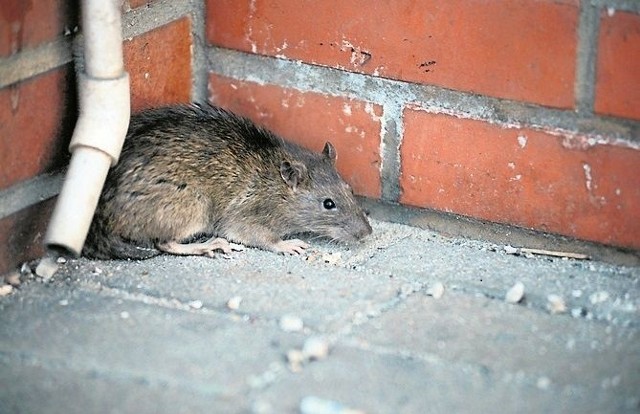 Szczury występują tam, gdzie łatwo o pożywienie. W mieście można je było spotkać m.in. w okolicach Starego Portu.