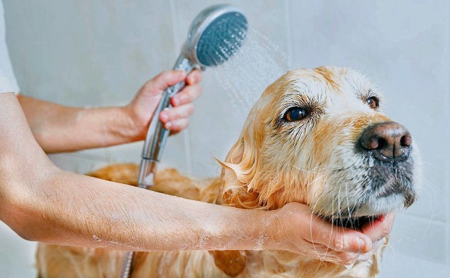 Zwykle po spacerze wystarczy wymyć psie łapy, ale co jakiś czas kąpiel będzie nieodzowna