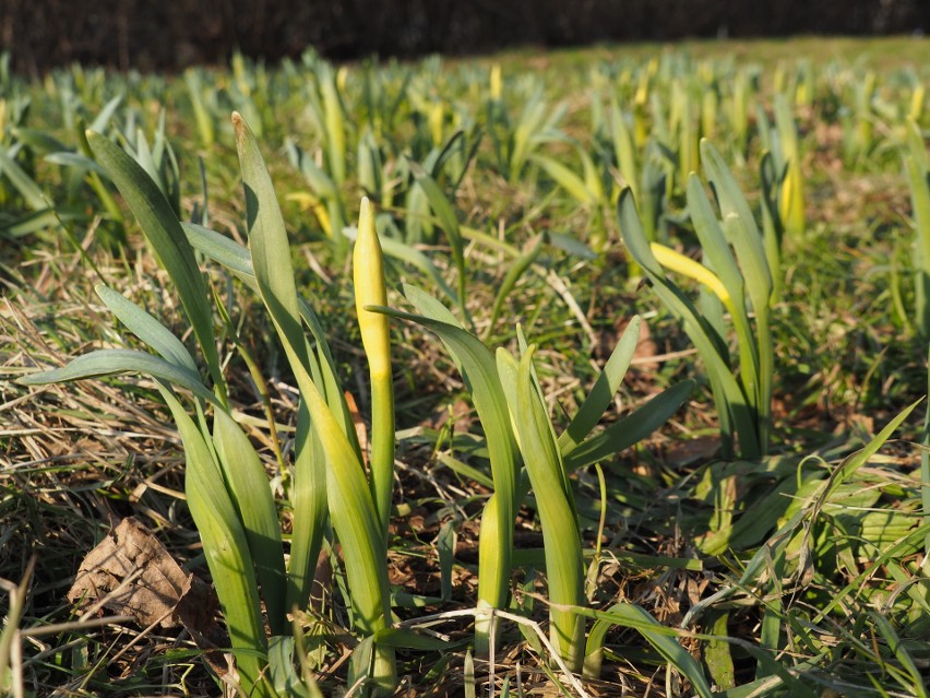 Pogoda w Łodzi na najbliższe dni. Do Łodzi dotarło ocieplenie, temperatura wzrośnie do 15 st. C 