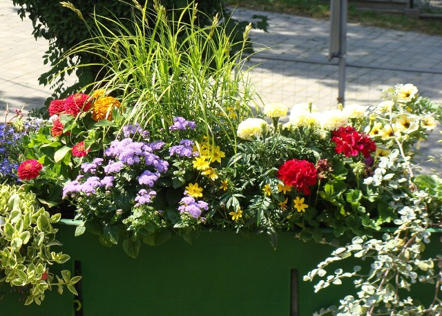 Sprawdź, jakie kwiaty posadzić na słonecznym balkonie lub tarasie. Zobacz przykłady kompozycji.