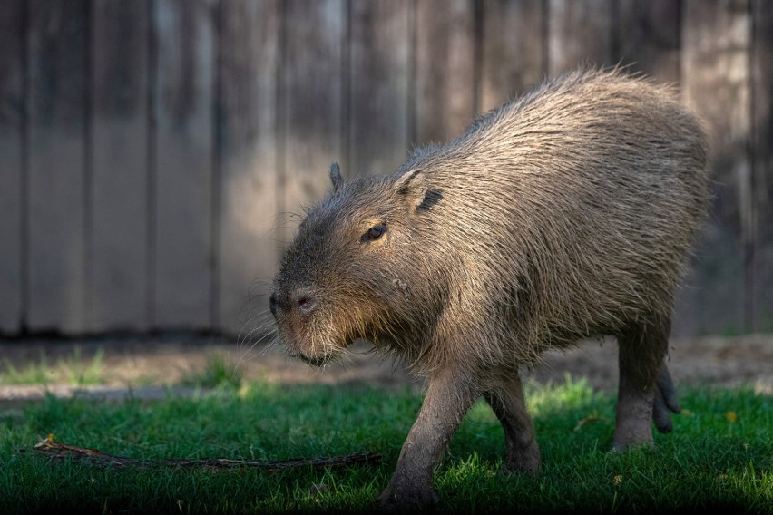 Kapibary często zjadają swoje odchody.