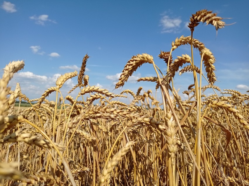 Dostępność pszenicy i innych zbóż w wyniku trwającej wojny...