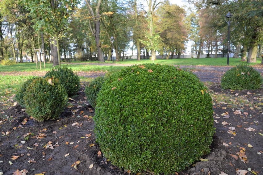 Topiary w parku Batorego.