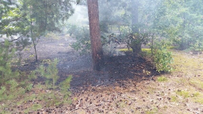 Było blisko groźnego pożaru lasu. Czujni byli koneccy strażnicy miejscy