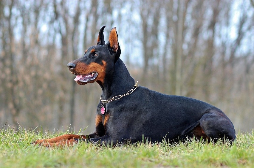 Doberman...