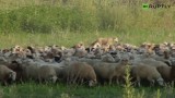 Rosja. Ta lwica czuje się częścią stada... owiec! (wideo)
