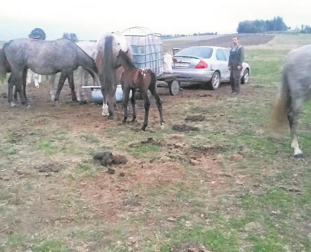 Pan Jerzy znalazł klacz po dwóch dniach. Niestety leżała martwa kilometr od domu