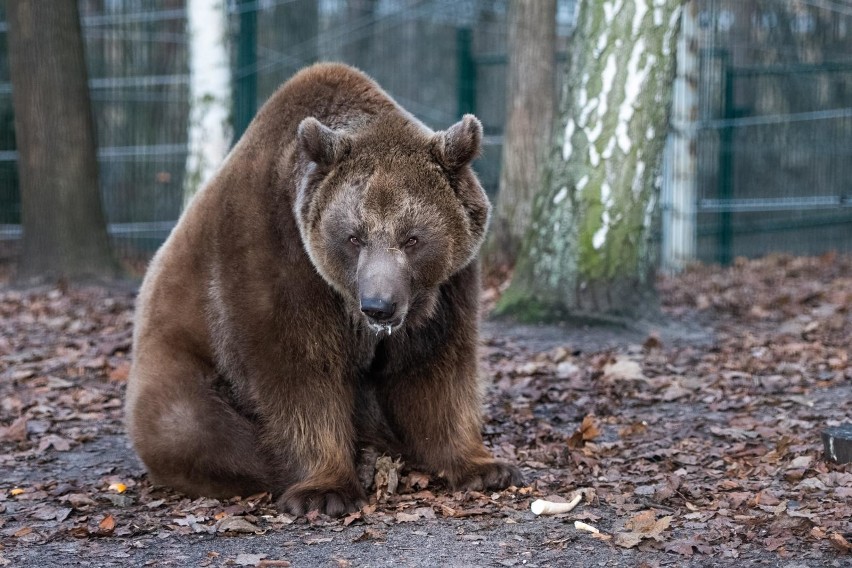 Baloo, Kizia, Leoś to zwierzęta, które mają cyrkową...