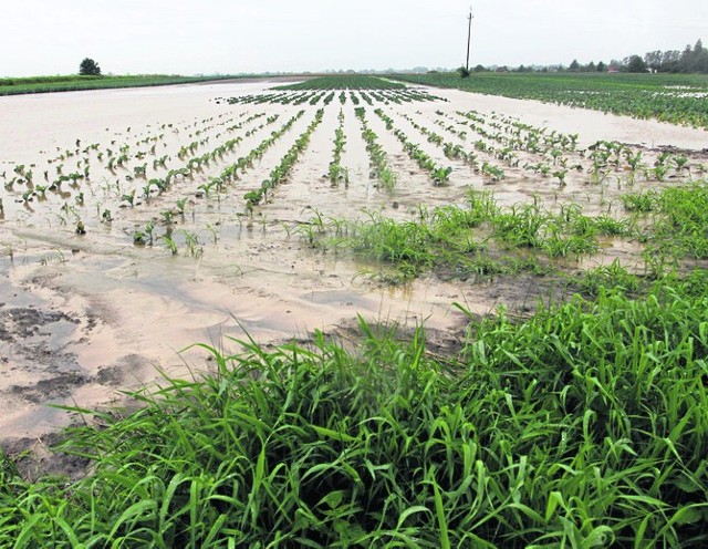 Rolników martwią zalane pola i groźba zniszczenia upraw