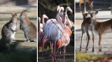 Krakowskie ZOO w czasie epidemii koronawirusa. Tu życie toczy się normalnie. Brakuje tylko odwiedzających [ZDJĘCIA]