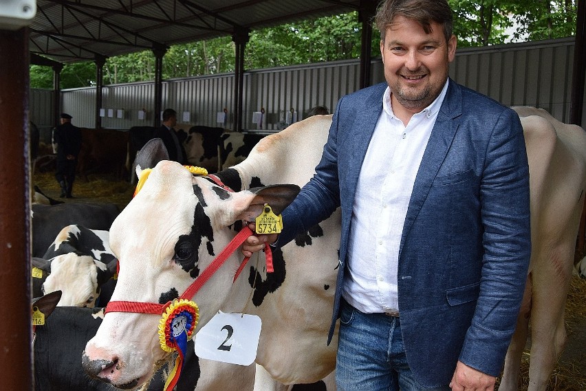 Michał Matuszczyk triumfatorem XIII Świętokrzyskiej Wystawy Zwierząt Hodowlanych. Zobacz, jak narowista jest jego krowa!