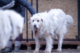 Opole. Pieskie życie Bacy. Dzięki Waszemu zaangażowaniu podhalańczyk zaczyna nowe życie w Małopolsce