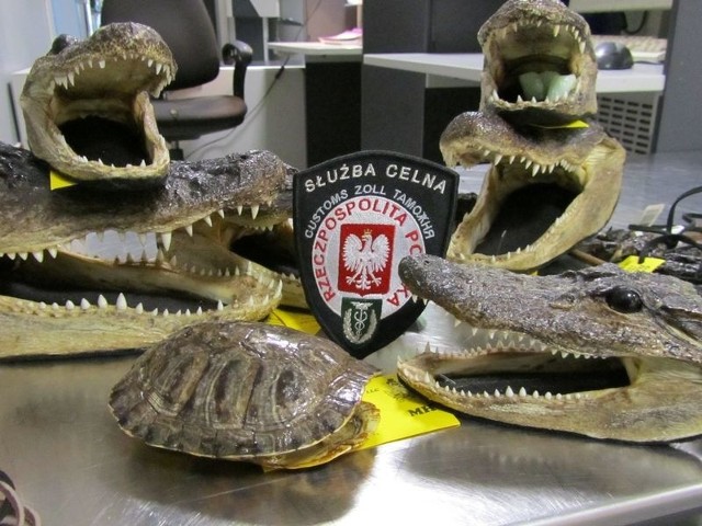 Siedem łbów aligatorów to jeden z rekordów.