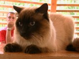 II zielonogórska wystawa kotów domowych (wideo, zdjęcia)