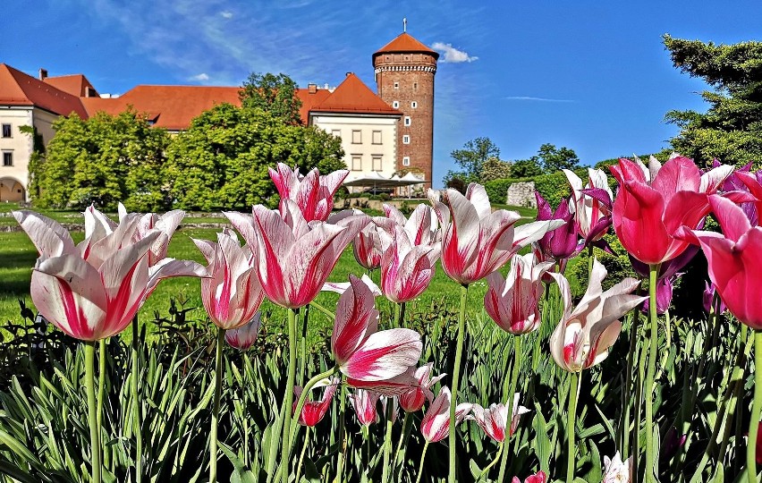 Tak wygląda Wawel pod koniec maja 2021