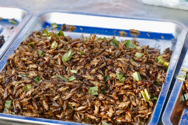Komisja Europejska zgodziła się na wprowadzenie na unijny rynek tzw. nowej żywności z owadów jadalnych.