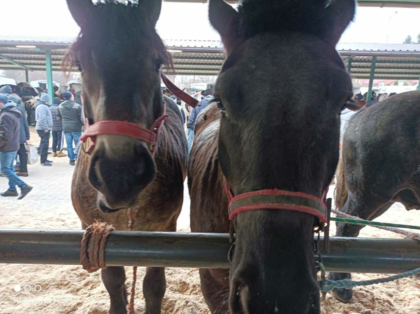 Rozpoczęły się Wstępy 2024 – na targach końskich w Skaryszewie można oglądać najpiękniejsze wierzchowce. Zobacz zdjęcia i wideo
