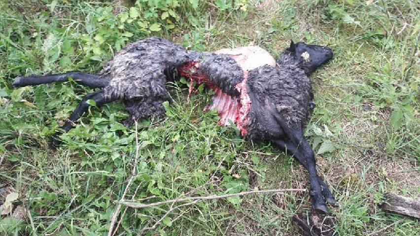 Wilki zagryzły pięć owiec we wsi Mosina w gminie Witnica.