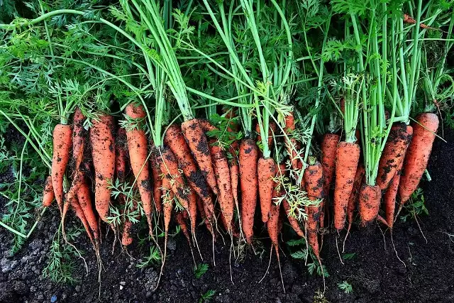 W Spółdzielni Producentów Warzyw i Owoców Sielec zwykle zbierano średnio 70-80 ton marchwi z hektara do handlu, w tym roku jest 20-25 ton.