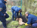 Kraków. Pan sarna zapędził się na krakowskie osiedla. Pomogli odłowić go strażnicy miejscy