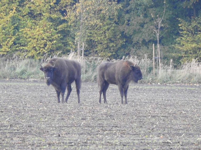 Jak się jednak okazuje żubry w okolicy powiatu...