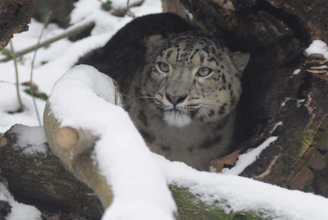 Irbis ma niecały rok. Przyjechał do nas w nocy. Jeszcze nie można go oglądać bo przechodzi kwarantannę. Opolskie zoo ma od roku samicę pantery śnieżnej.