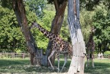 65-lecie zoo w Chorzowie. Otwarcie pawilonu lasu deszczowego i tańsze bilety