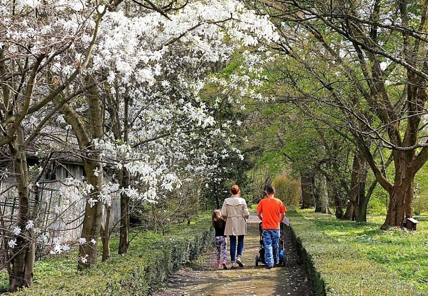 Wiosna w krakowskim Ogrodzie Botanicznym