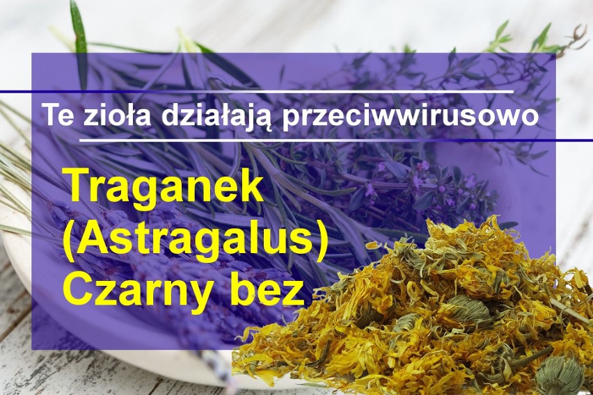 Traganek (Astragalus) działa antybakteryjnie i...