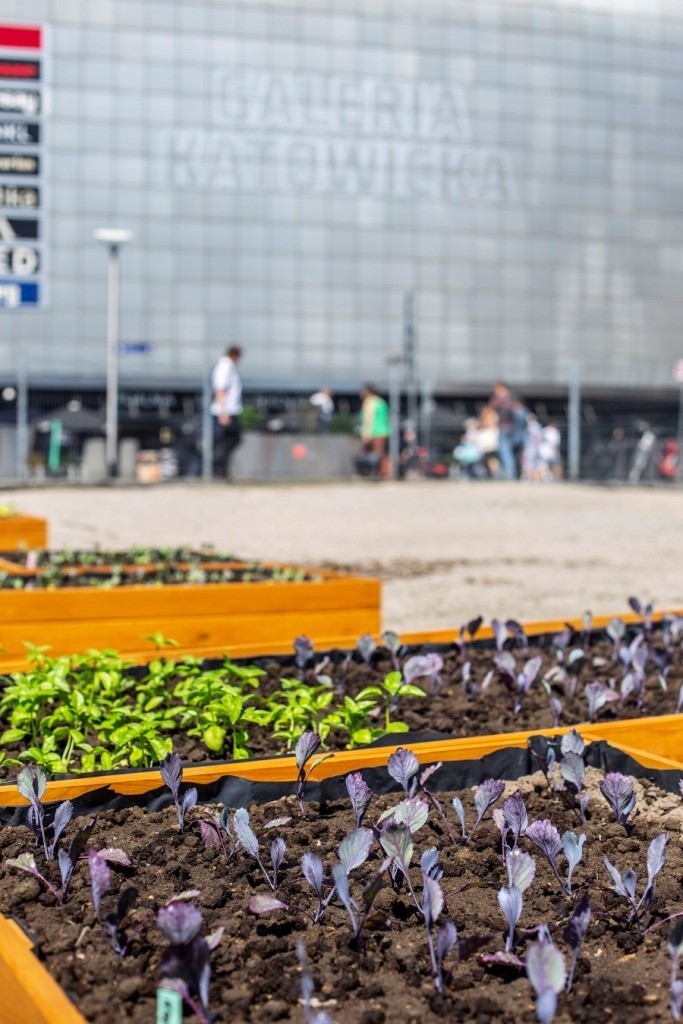Katowice zmienią się nie do poznania - zakwitną na zielono. Rusza akcja "Miejska farma i ekowarsztaty" 
