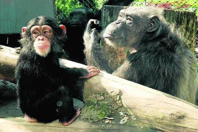 Kajka szybko zaprzyjaźniła się z Sirim, który przyjechał do Krakowa z zoo w Ostrawie