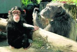 Kajka, Jacqueline i Siri: niesamowite historie o krakowskich szympansach
