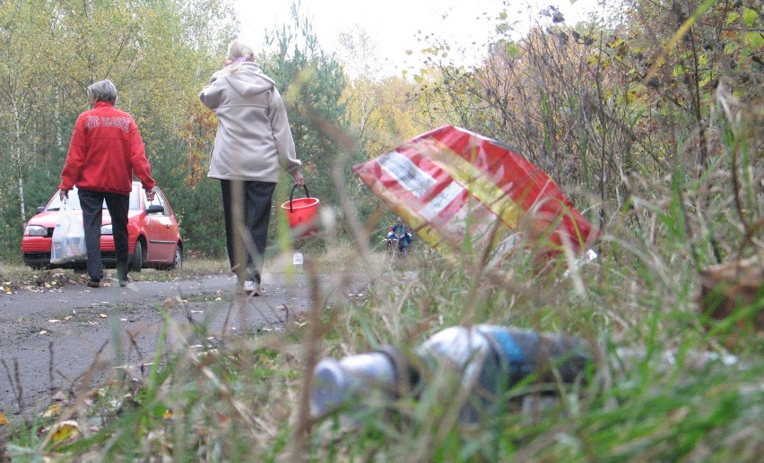 Przez lasy przetaczają się całe tabuny grzybiarzy. I...