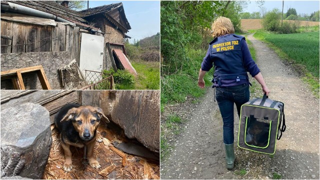 Pieskiem obecnie opiekują się wolontariusze TOZ-u. Kundelek nadal jest wystraszony, wycofany i boi się ludzi. Inspektorzy szukają odpowiedzialnych osób, które przygarną kundelka pod swój dach