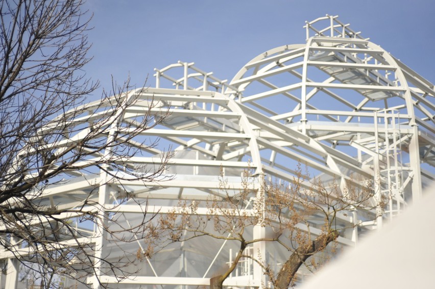 Kraków. Ogród Botaniczny UJ zaprasza na wiosnę