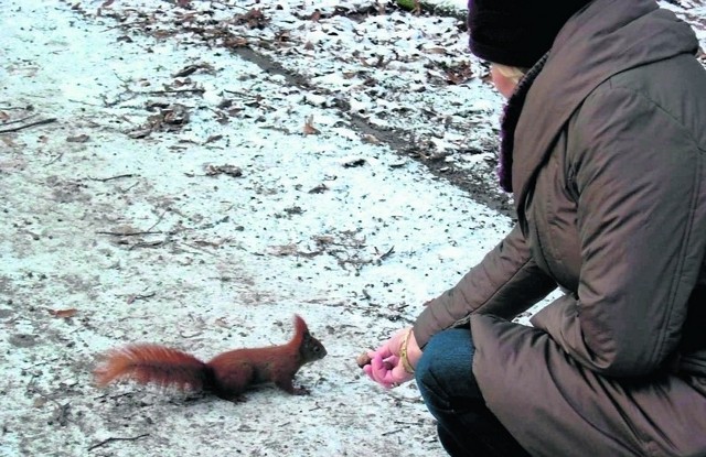 Wiewiórki bez obawy podchodzą do ludzi i biorą orzechy z ręki.