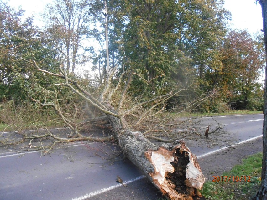 Takie drzewo upadło dziś na drogę między Kolinem a Morzycą.