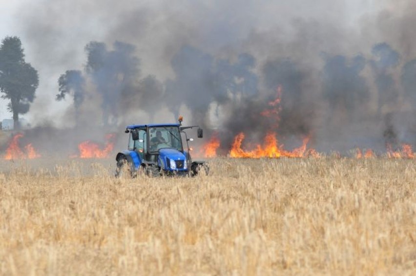 Pożar w Starym Widzimiu: Spłonęło 6 hektarów pola z pszenicą
